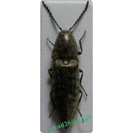 Actenicerus sjaelandicus (Müller, 1764)